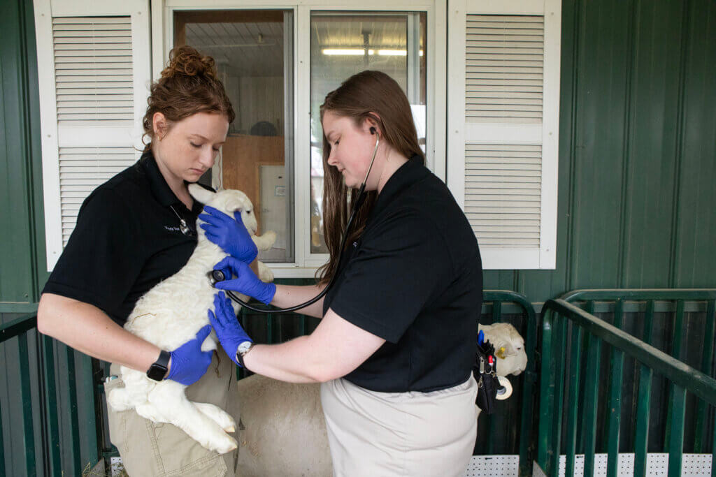 two veterinary professionals are standing and doing an examination of a small sheep. Both people are wearing short-sleeve black shirts and gloves.
