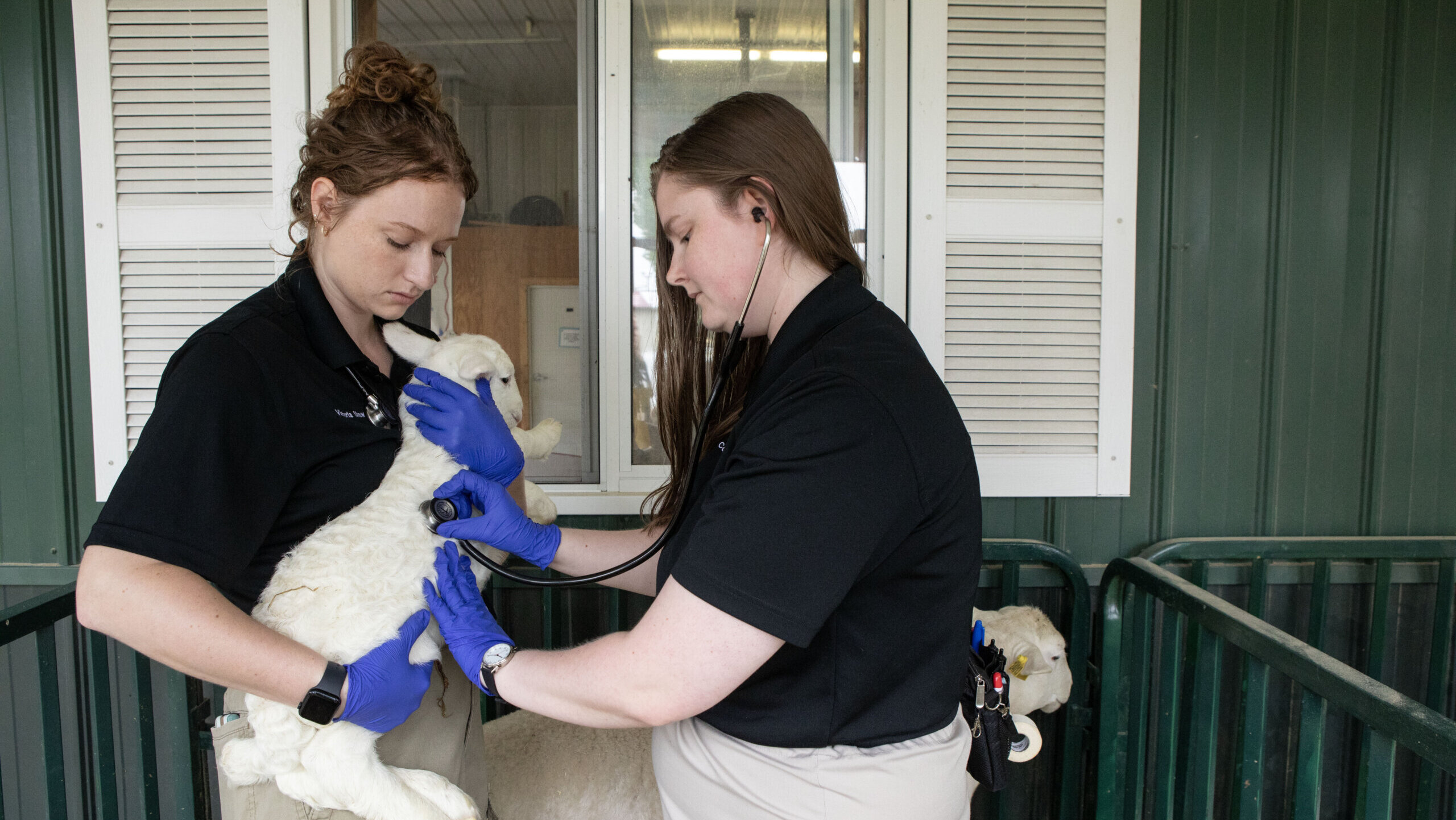 two veterinary professionals are standing and doing an examination of a small sheep. Both people are wearing short-sleeve black shirts and gloves.