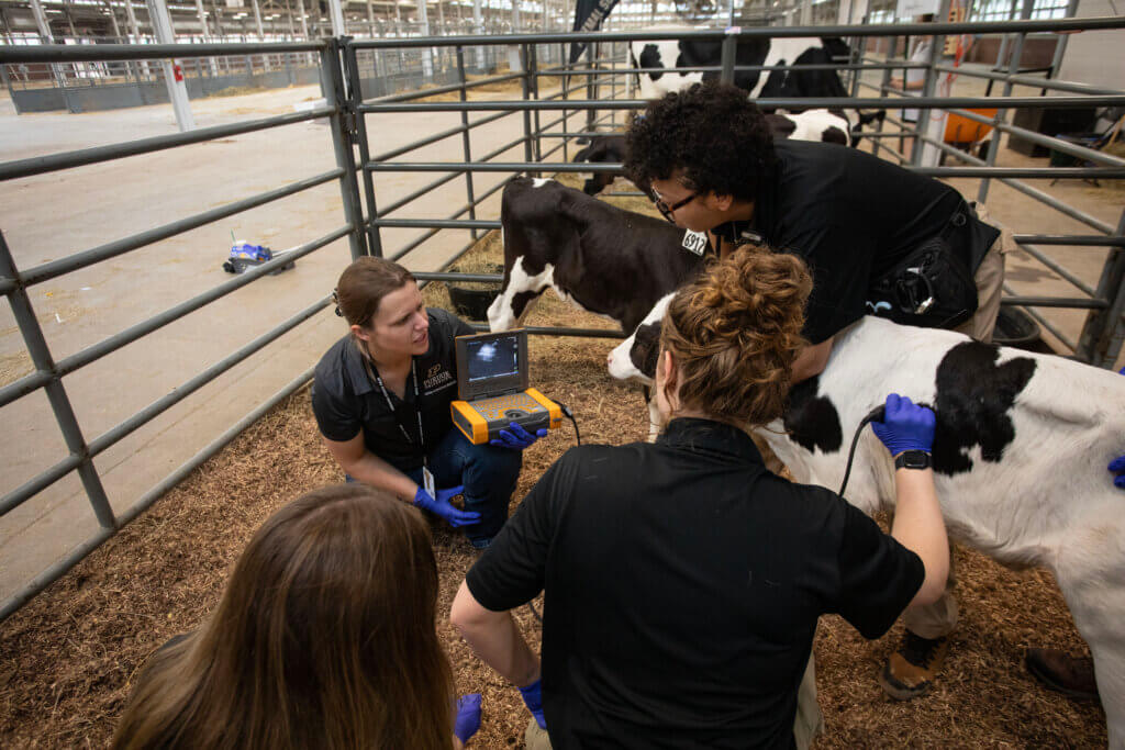 Veterinary medical professionals are in a pen with a black and white cow, performing an imaging procedure with ultrasound equipment.