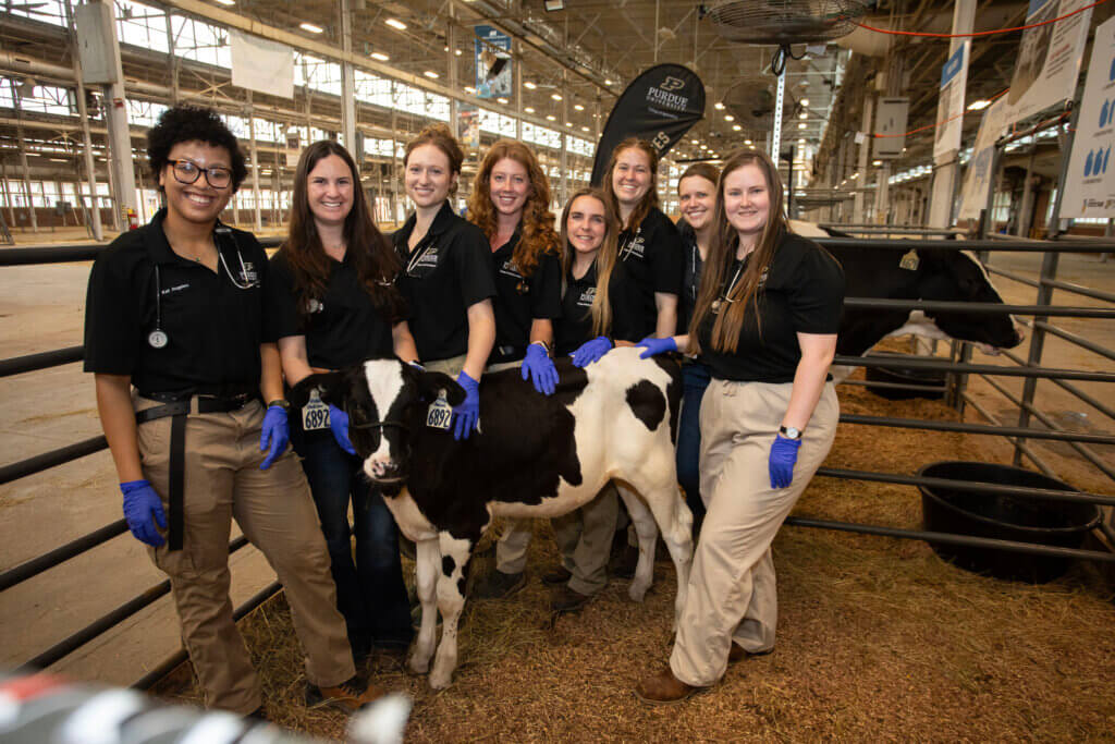 A large group of people wearing black shirts and blue gloves is standing in an animal pen with a small cow