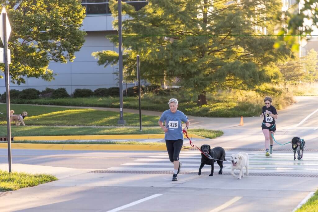 A figure wearing a blue shirt is running alongside two dogs through an intersection, appearing to participate in a race event. There is another participant pictured in the background with their own dog.
