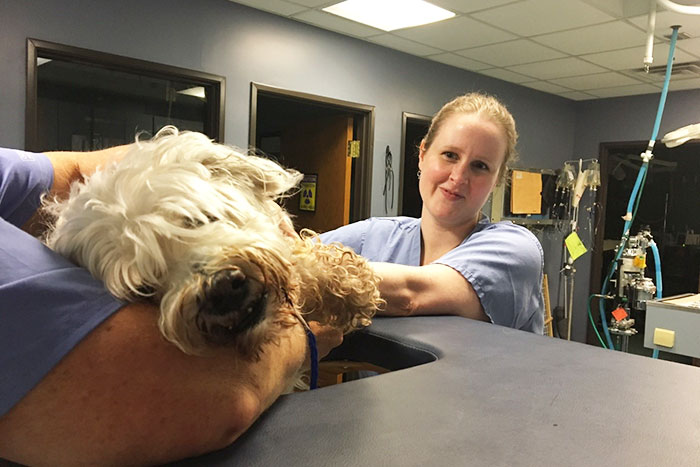 Willie, an elderly dog suffering from fainting spells, lays on the portable cardiology table so Dr. Melissa Tropf can begin a diagnostic assessment.