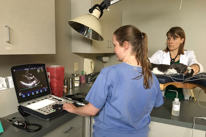 Dr. Melissa Tropf looks at an ultrasound of Dylan’s heart. Dylan, a 15 year old cat with early signs of heart disease, is held in position by his owner, Dr. Heidi Klein of Indianapolis, who completed a PVM ophthalmology residency and works at IndyVet.