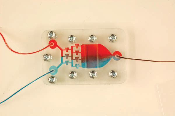 Demonstration of concentration gradient in microfluidic system using red and blue color dye solutions.