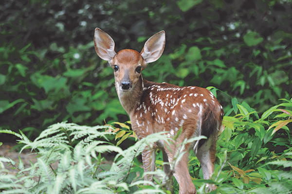 Rare Case Leads ADDL Resident to First-time Discovery in White-tailed Deer