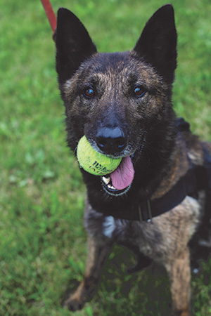 Remco serves on the West Lafayette Police Department as a dual-purpose K9, meaning he is trained both for drug detection and security. All of the dogs in the Tippecanoe Metro K9 Unit are trained for dual-purpose.