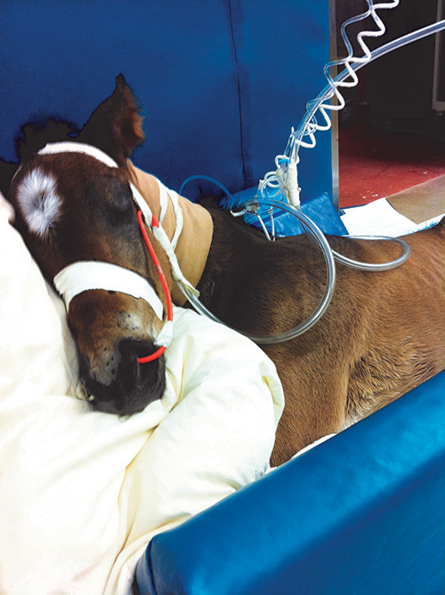 Dr. Sandra Taylor, associate professor of large animal internal medicine in the Purdue University College of Veterinary Medicine, with a newborn foal.