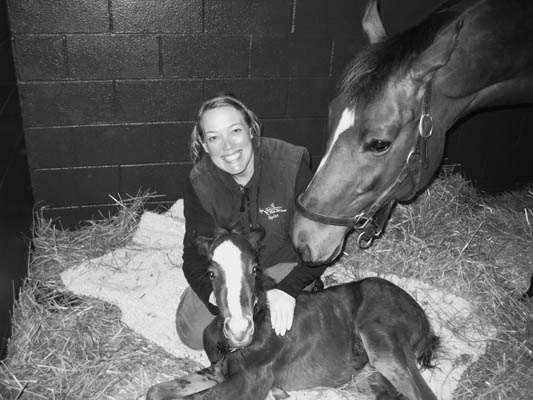 A foal undergoes treatment for sepsis at the Purdue University Large Animal Hospital.