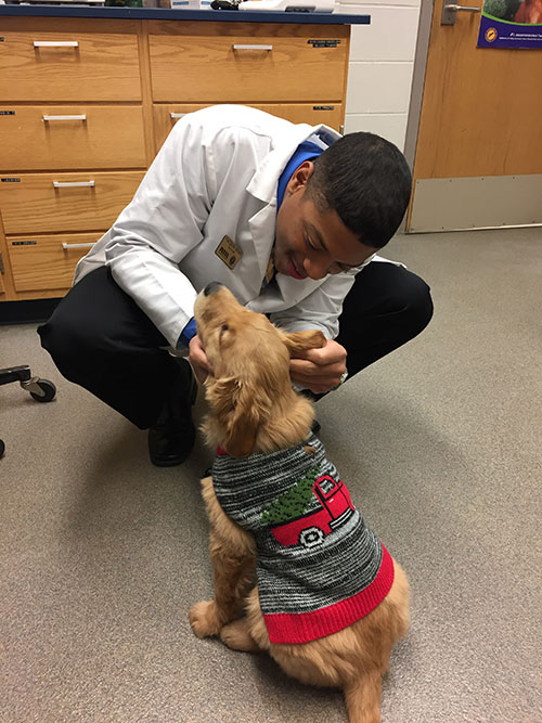 PVM student Vacques Hines, of the DVM Class of 2018, examines Gertie, a Golden Retriever puppy outfitted with a sweater by her owner, PVM Communications Specialist Allison Carey.