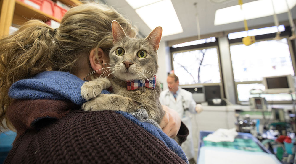 Cat being held