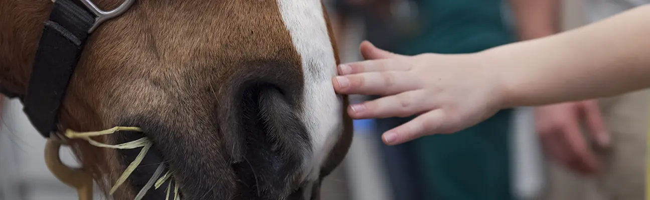 a childs hand gentle petting a horse's muzzle