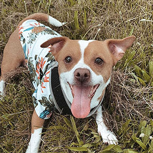 dog wearing a hawaiian shirt