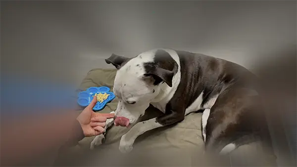 The app user interface showing a human interacting with a dog