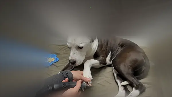 The app user interface showing a dog getting their toenails clipped