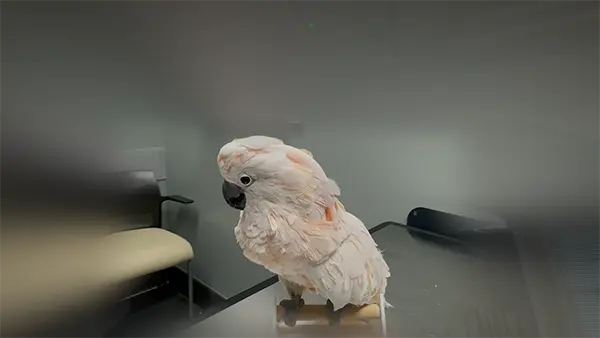 The app user interface showing a bird