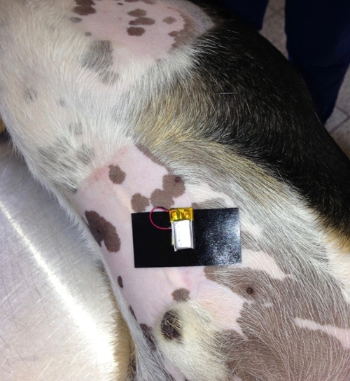 Fig. 3 The device and battery are attached to a shaved area of the skin (here the ventral abdomen of a Beagle) with a specially designed adhesive patch.