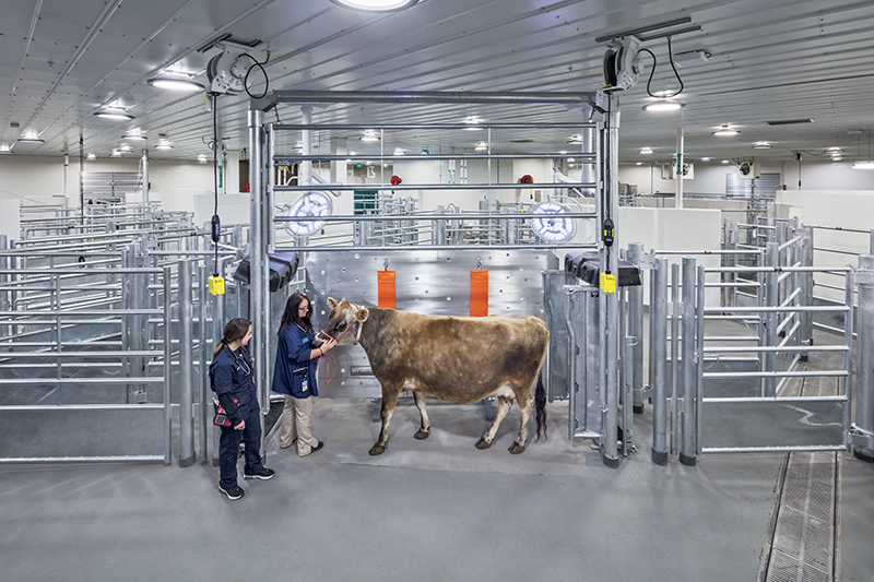 image of Cattle Treatment Area