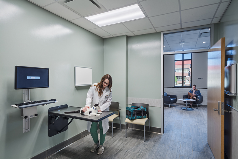 image of Feline Area