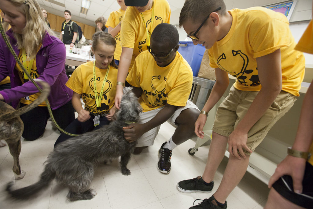 Boiler Vet Camps VetaHumanz College of Veterinary Medicine