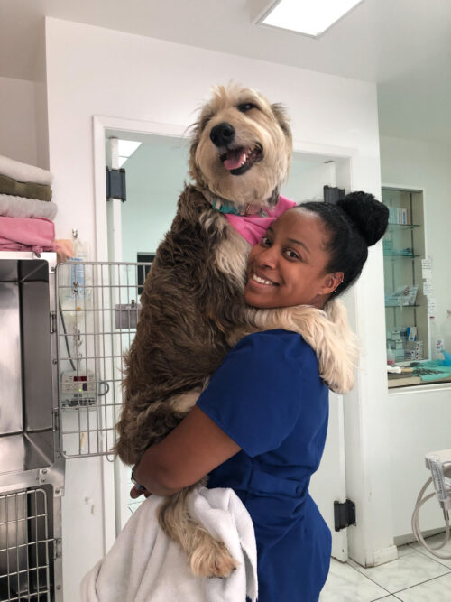 animal urgent care mission viejo