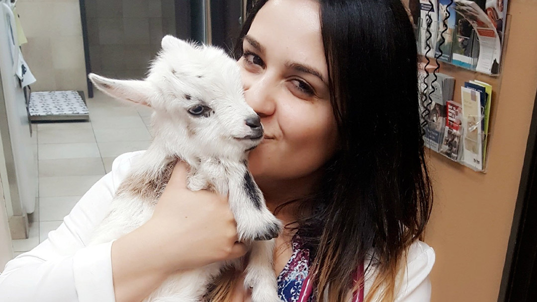 a vet kissing a baby goat
