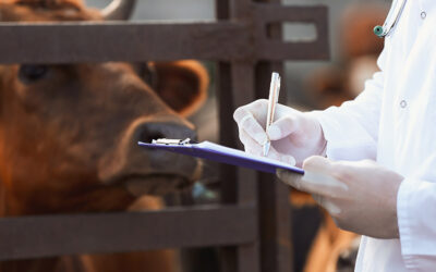 The Role of Veterinarians in Keeping Our Food Safe