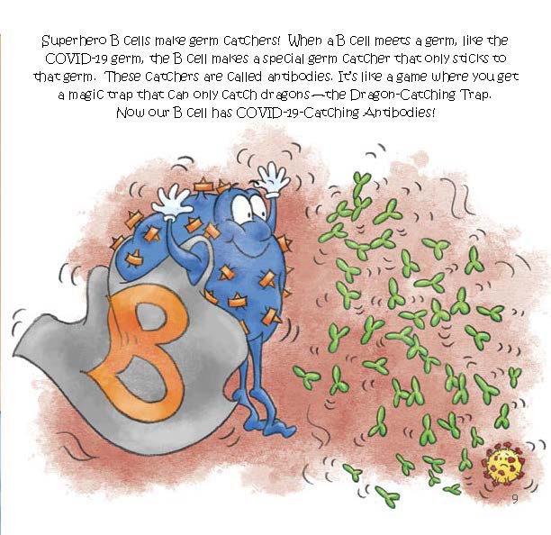 A superhero B cell creates antibodies that attach only to a specific germ, like COVID-19.