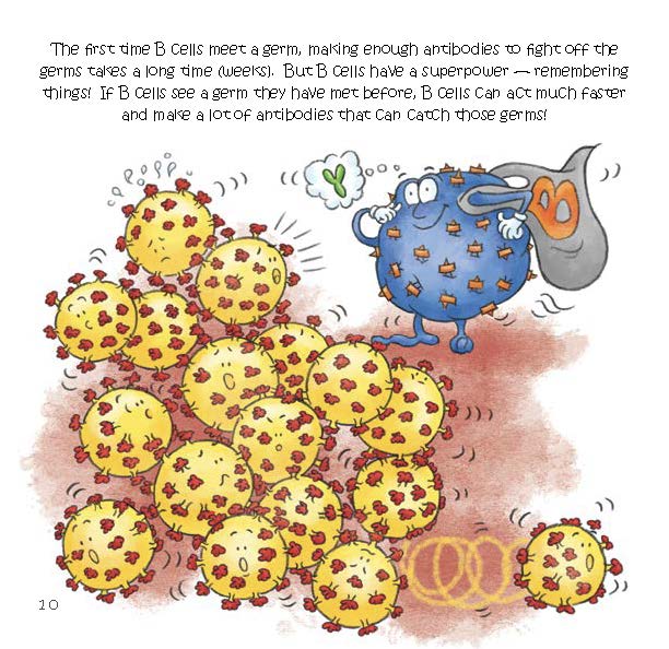 A superhero B cell reacts quickly to a familiar germ by making many antibodies to fight it.