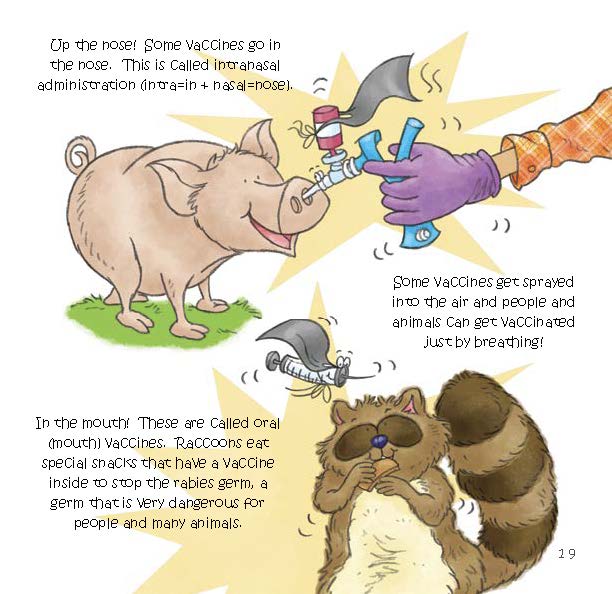Animals receive vaccines through the nose or mouth, such as a pig getting an intranasal spray and a raccoon eating an oral vaccine treat.