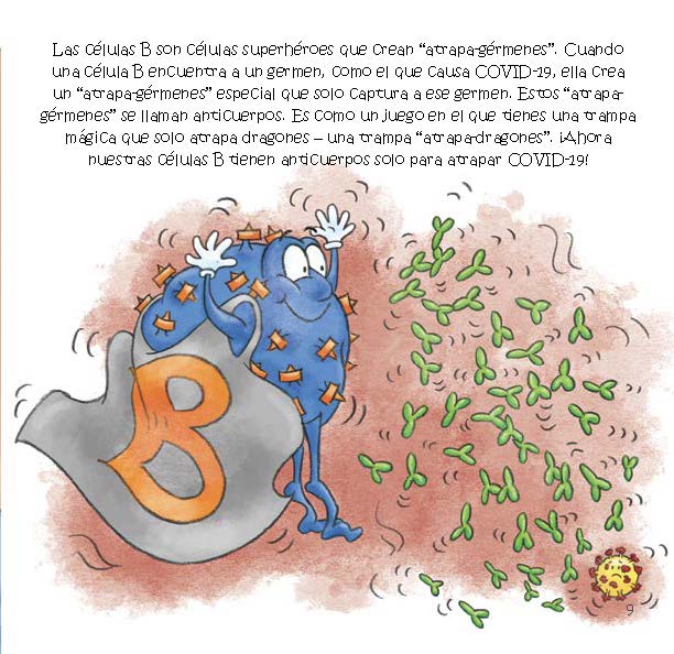 A superhero B cell creates antibodies that can stick only to a specific germ, such as COVID-19.