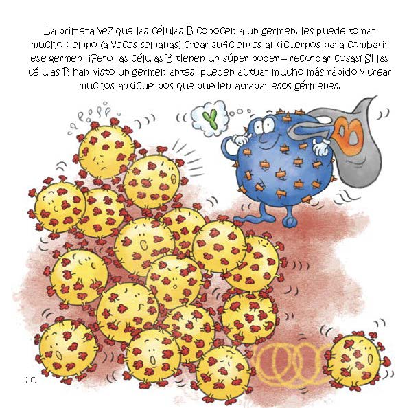 A B cell reacts quickly to familiar germs by making many antibodies after recognizing them.