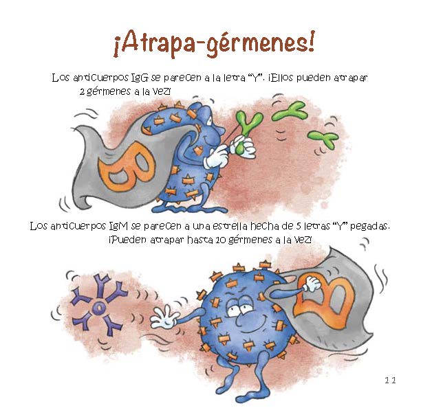 Two types of cartoon antibodies show how IgG and IgM antibodies catch different numbers of germs.