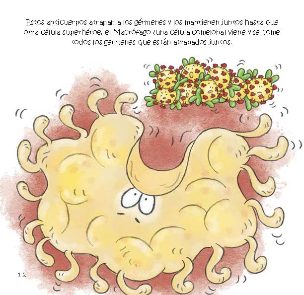 A large macrophage cell moves toward a clump of germs stuck together by antibodies so it can eat them.