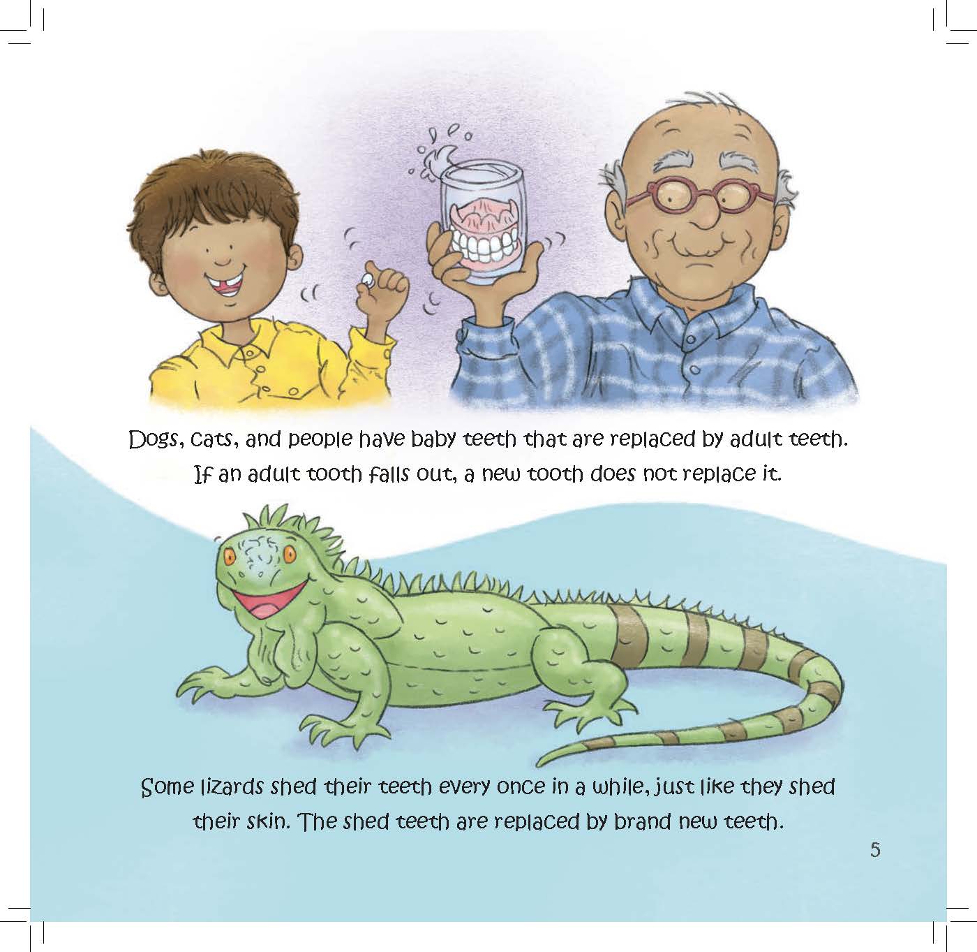 A boy holds a lost tooth while an iguana shows how some animals regrow teeth throughout life.