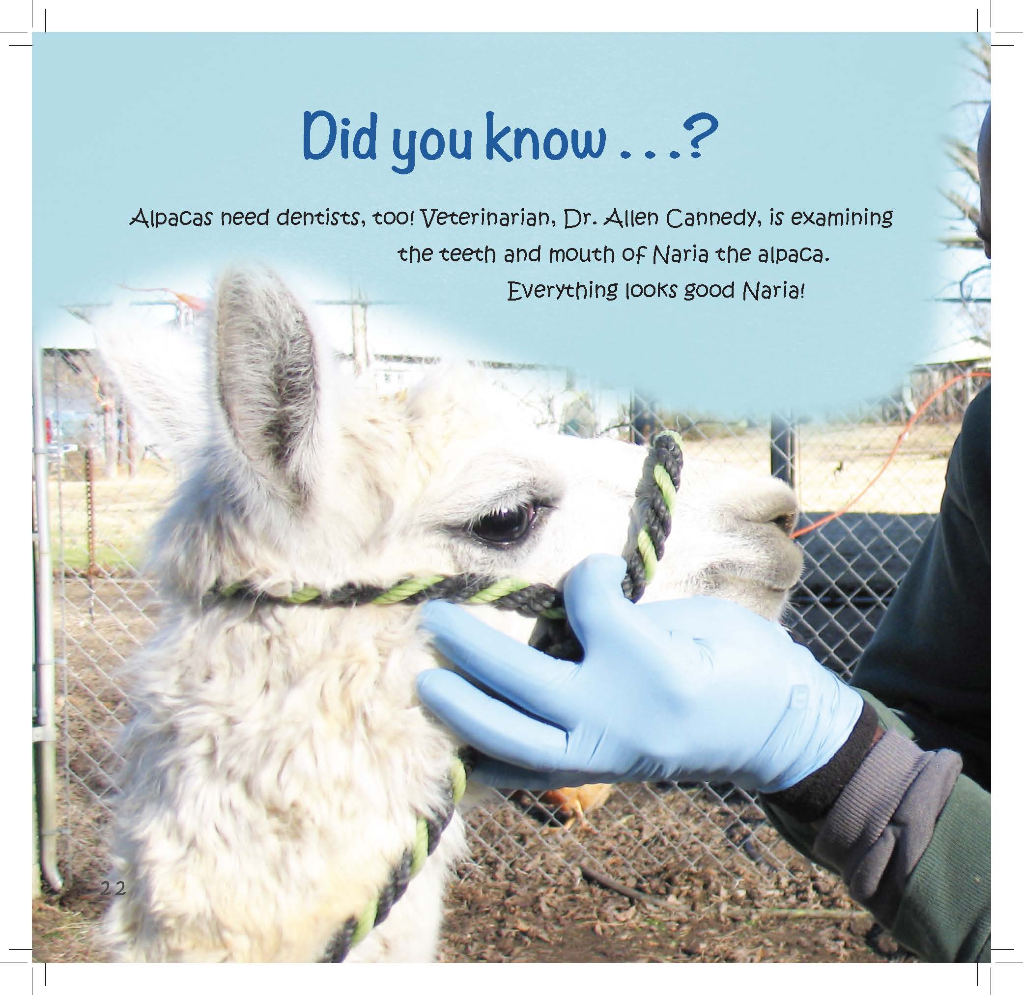 A veterinarian gently checks an alpaca’s teeth while text explains that alpacas also need dental care.