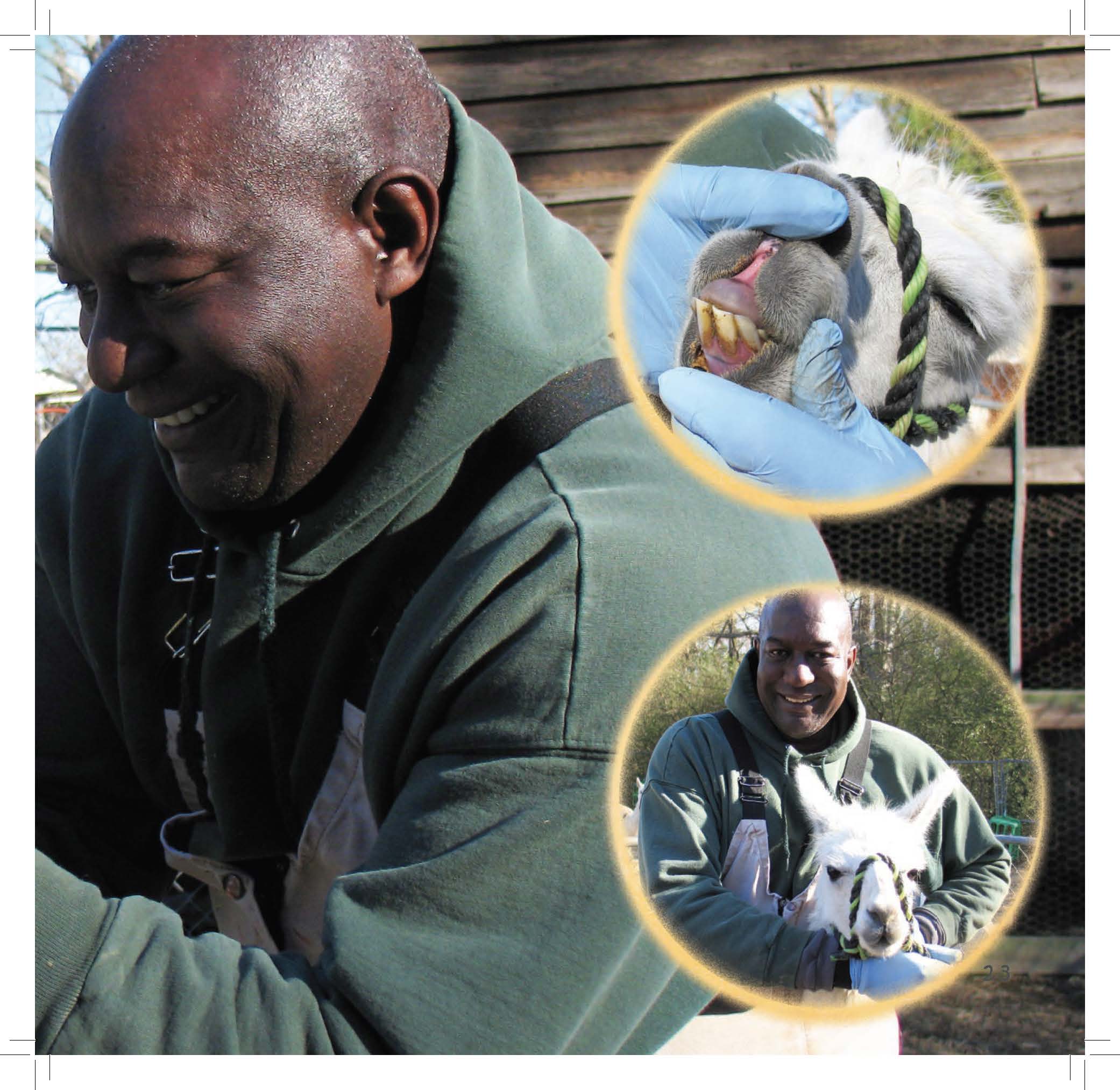 Dr. Allen Cannedy works with an alpaca during a dental exam, shown in multiple photo insets.