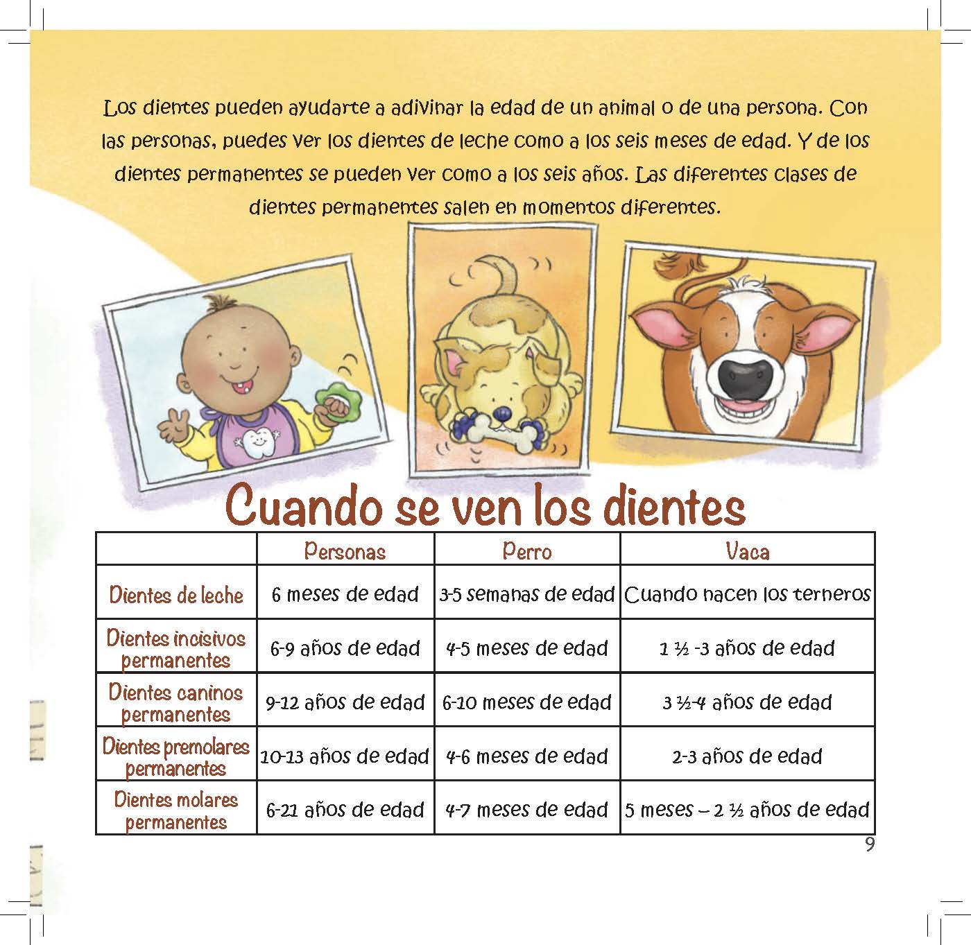 Pictures of a child, puppy, and calf accompany a chart showing when different animals get baby and adult teeth.