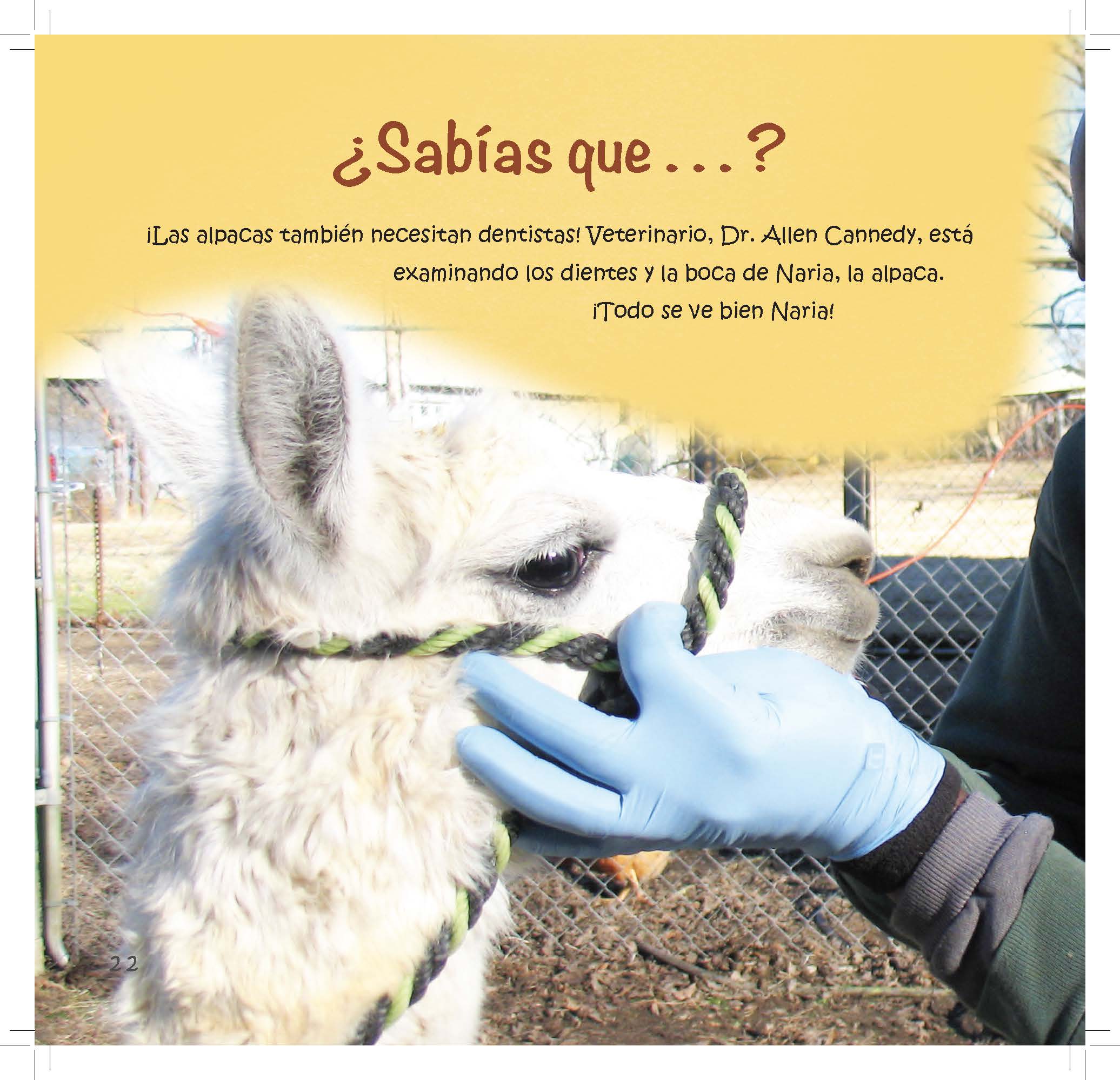 A veterinarian gently checks an alpaca’s teeth while text explains that alpacas also need dental care.