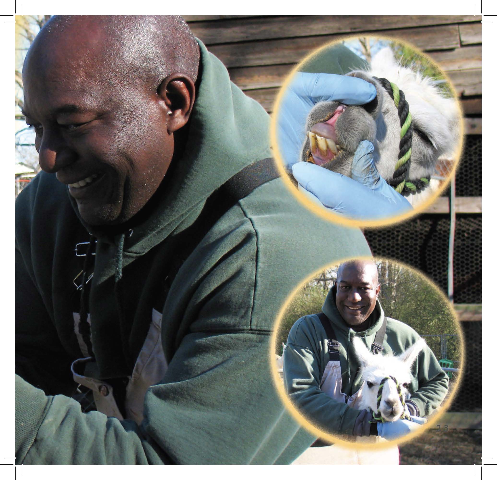 Dr. Allen Cannedy works with an alpaca during a dental exam, shown in multiple photo insets.