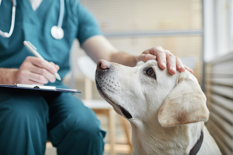 a vet pets a dog