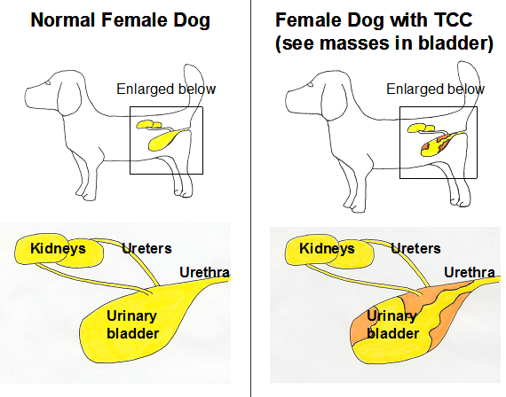 location of bladder cancer in dogs